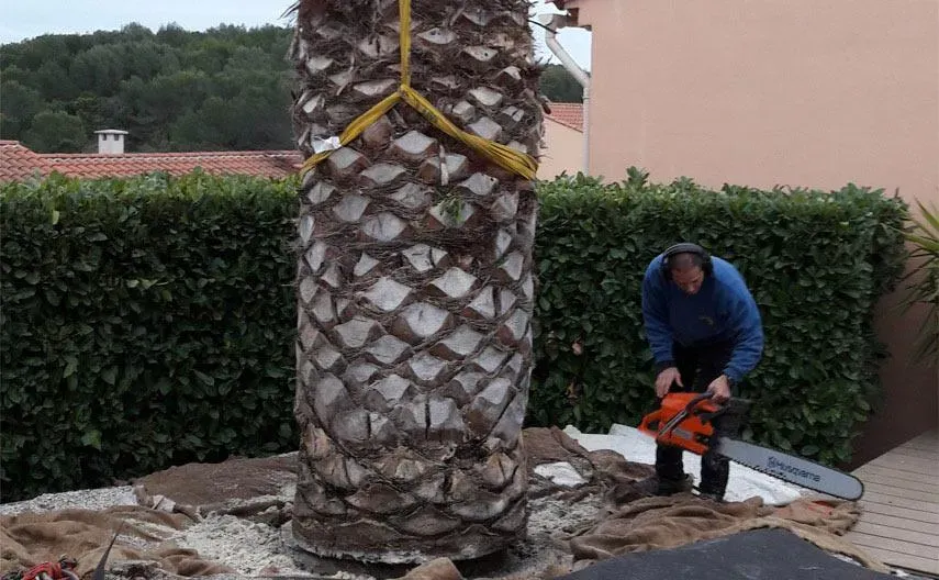 Traitement phytopharmaceutique à Mougins