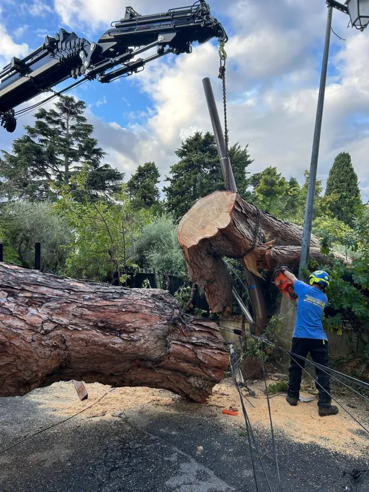Élagage abattage à Mougins